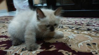 Birman Kittens - Birman + Domestic Long Hair Cat