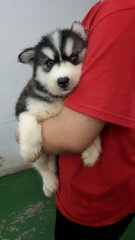 Usj Real Wooly Husky - Husky Dog