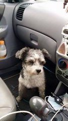 Bobby - Shih Tzu + Schnauzer Dog