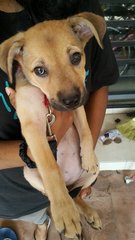 Angel - Mixed Breed Dog