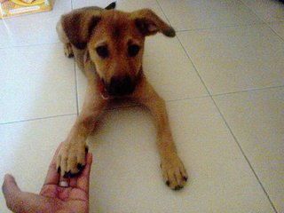 Angel - Mixed Breed Dog