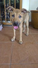 Angel - Mixed Breed Dog