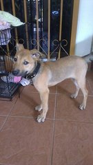 Angel - Mixed Breed Dog