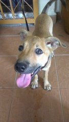 Angel - Mixed Breed Dog