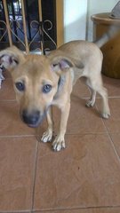 Angel - Mixed Breed Dog