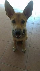 Angel - Mixed Breed Dog