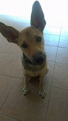 Angel - Mixed Breed Dog