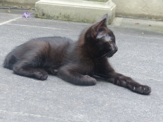 Tuxie - Domestic Short Hair Cat