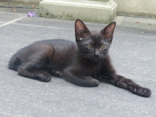 Tuxie - Domestic Short Hair Cat