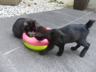 Tux playing with sister Priscilla 