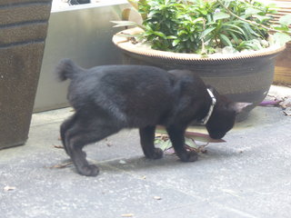 Tuxie - Domestic Short Hair Cat