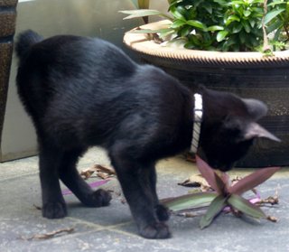 Tuxie - Domestic Short Hair Cat