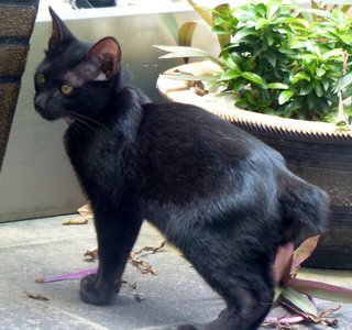 Tuxie - Domestic Short Hair Cat