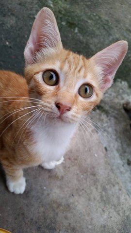 Tigger - Domestic Short Hair Cat