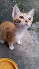 Tigger - Domestic Short Hair Cat