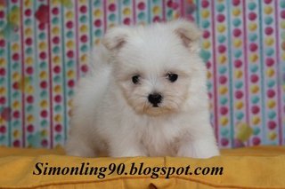 White Malteses - Maltese Dog