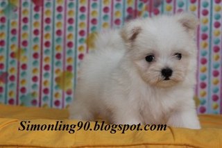 White Malteses - Maltese Dog