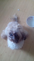 Julie - Shih Tzu Dog