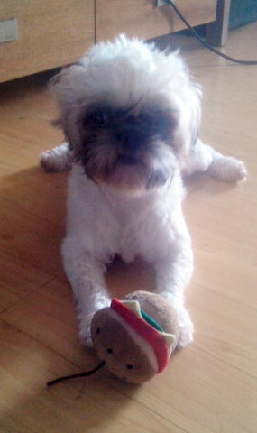 Julie - Shih Tzu Dog