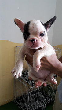 Frenchie French Bulldog - French Bulldog Dog