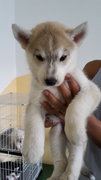 Cinnamon Husky (Grey Cinnamon) - Siberian Husky Dog