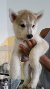 Cinnamon Husky (Grey Cinnamon) - Siberian Husky Dog