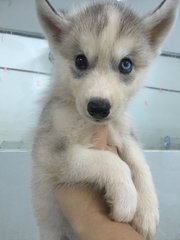 Cinnamon Husky (Grey Cinnamon) - Siberian Husky Dog