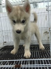 Cinnamon Husky (Grey Cinnamon) - Siberian Husky Dog