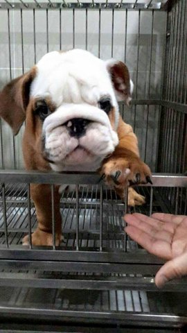 Imported English Puppy For Sale - English Bulldog Dog