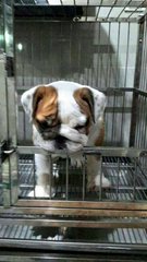 Imported English Puppy For Sale - English Bulldog Dog