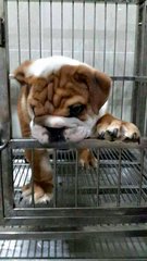 Imported English Puppy For Sale - English Bulldog Dog