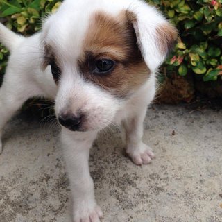 Not Yet Named - Mixed Breed Dog