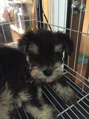 Schnauzer In Black And Silver - Schnauzer Dog