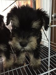 Schnauzer In Black And Silver - Schnauzer Dog