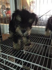 Schnauzer In Black And Silver - Schnauzer Dog