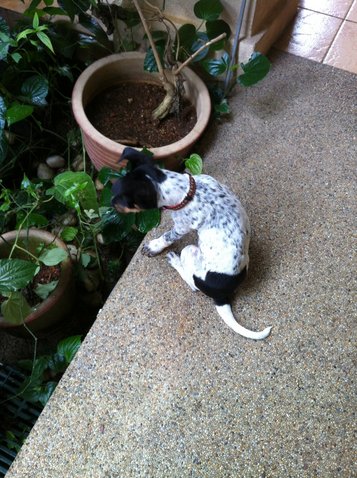 Freckles - Basenji Mix Dog