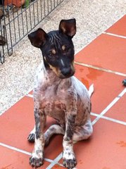 Freckles - Basenji Mix Dog