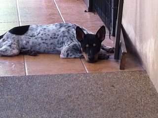 Freckles - Basenji Mix Dog