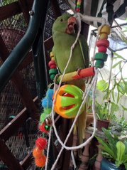 Kiwi - Ringneck/Psittacula Bird