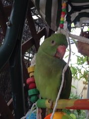 Kiwi - Ringneck/Psittacula Bird