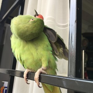 Kiwi - Ringneck/Psittacula Bird