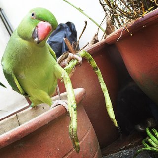 Kiwi - Ringneck/Psittacula Bird