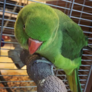 Kiwi - Ringneck/Psittacula Bird