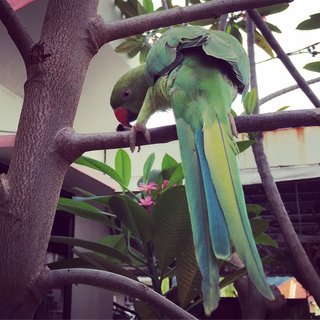 Kiwi - Ringneck/Psittacula Bird