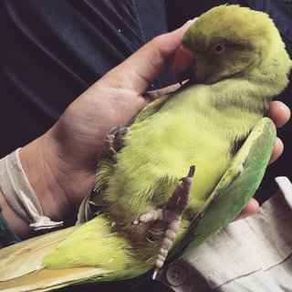 Kiwi - Ringneck/Psittacula Bird