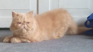 Female Persian Proven - Persian Cat