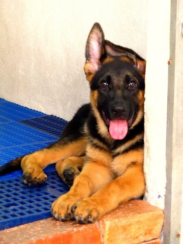 Excellent Show Quality Gsd Puppy - German Shepherd Dog Dog