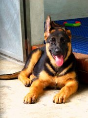 Excellent Show Quality Gsd Puppy - German Shepherd Dog Dog