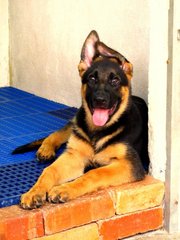 Excellent Show Quality Gsd Puppy - German Shepherd Dog Dog