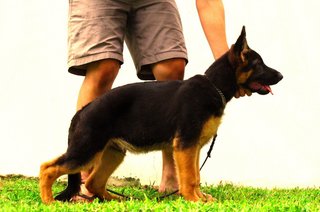 Excellent Show Quality Gsd Puppy - German Shepherd Dog Dog